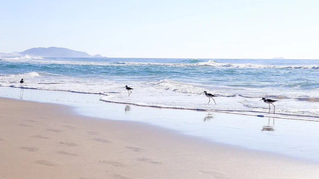 Aves na beira-mar da praia do Campeche, com a ilha ao fundo, em Florianópolis (SC)