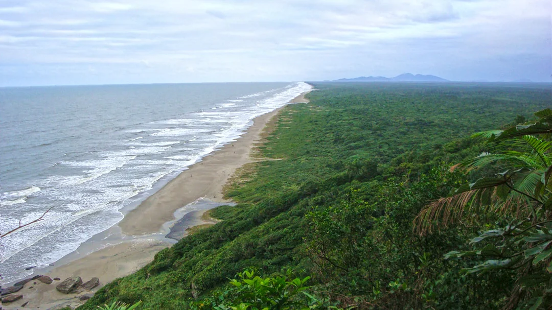Vista do alto da Praia da Juréia, com a mata atlântica ao lado da areia, em Iguape (SP)