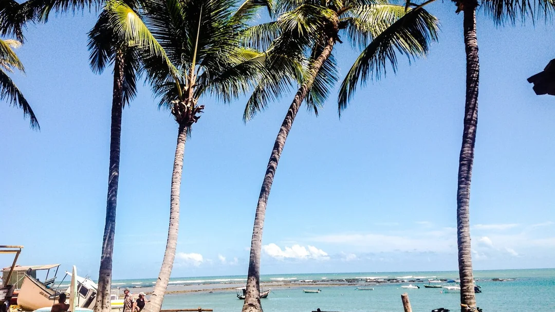 Coqueiros à beira-mar na Praia do Forte, em Mata de São João (BA)